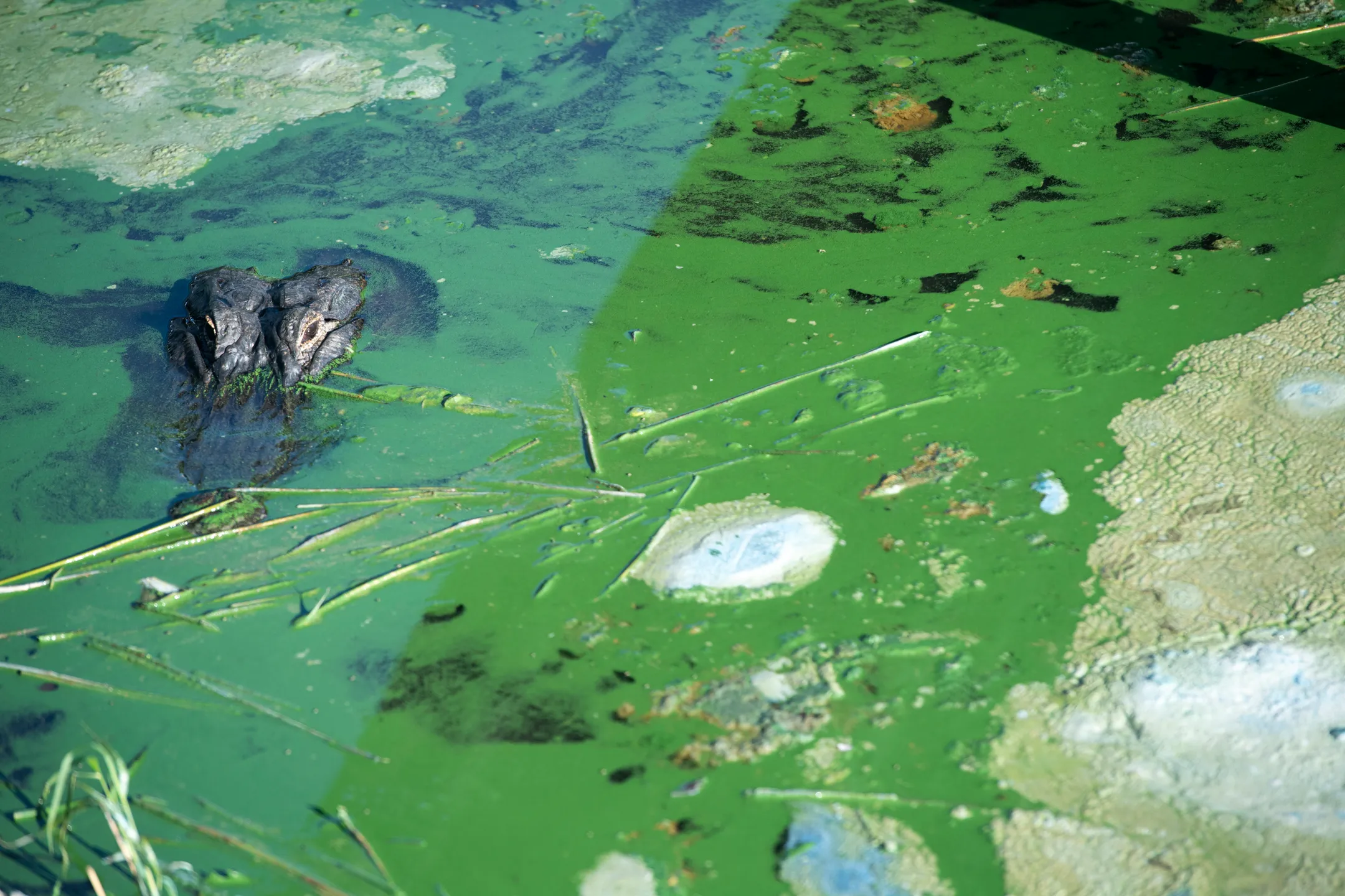 Nutrient Pollution