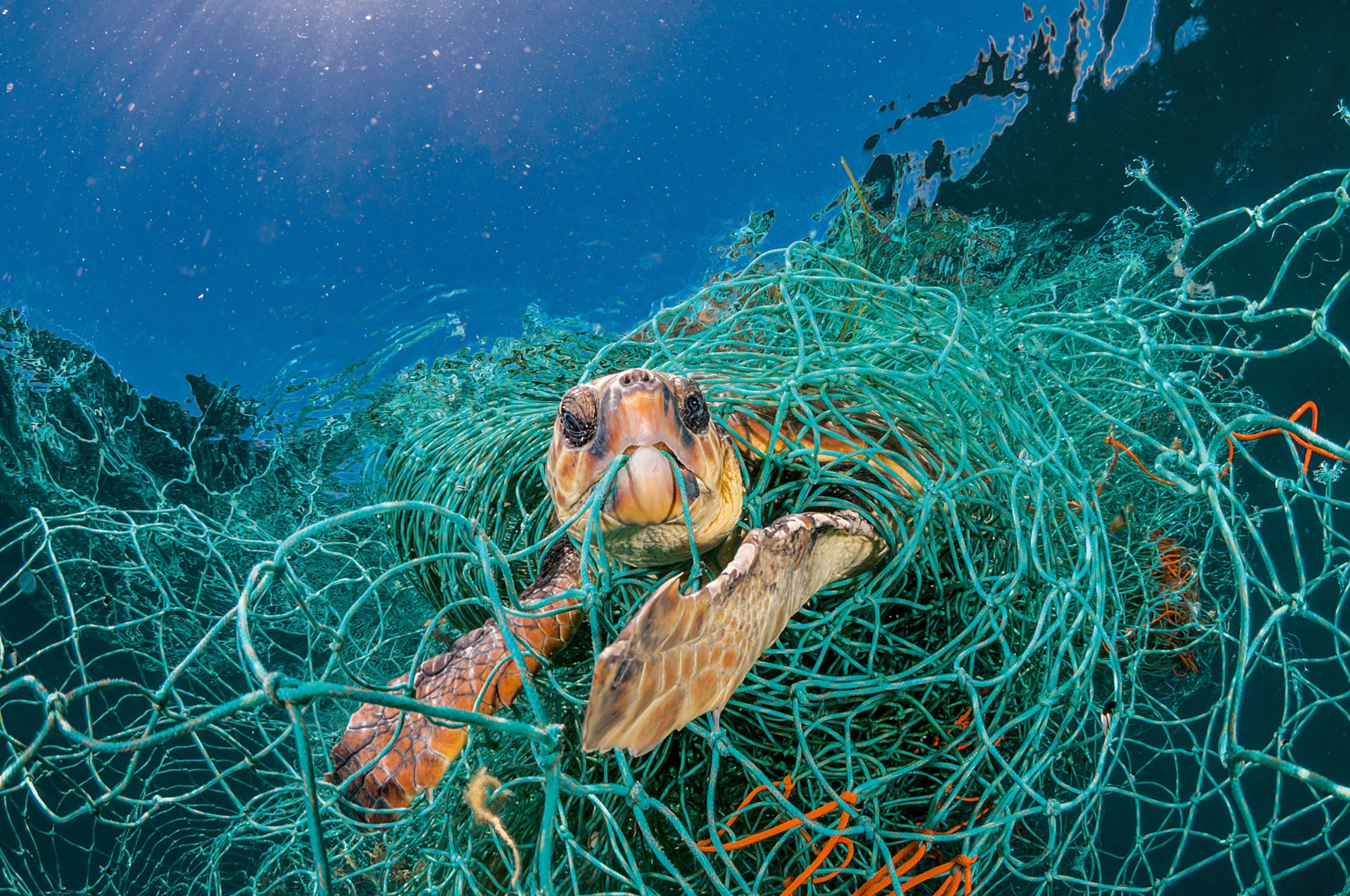 Plastic Pollution