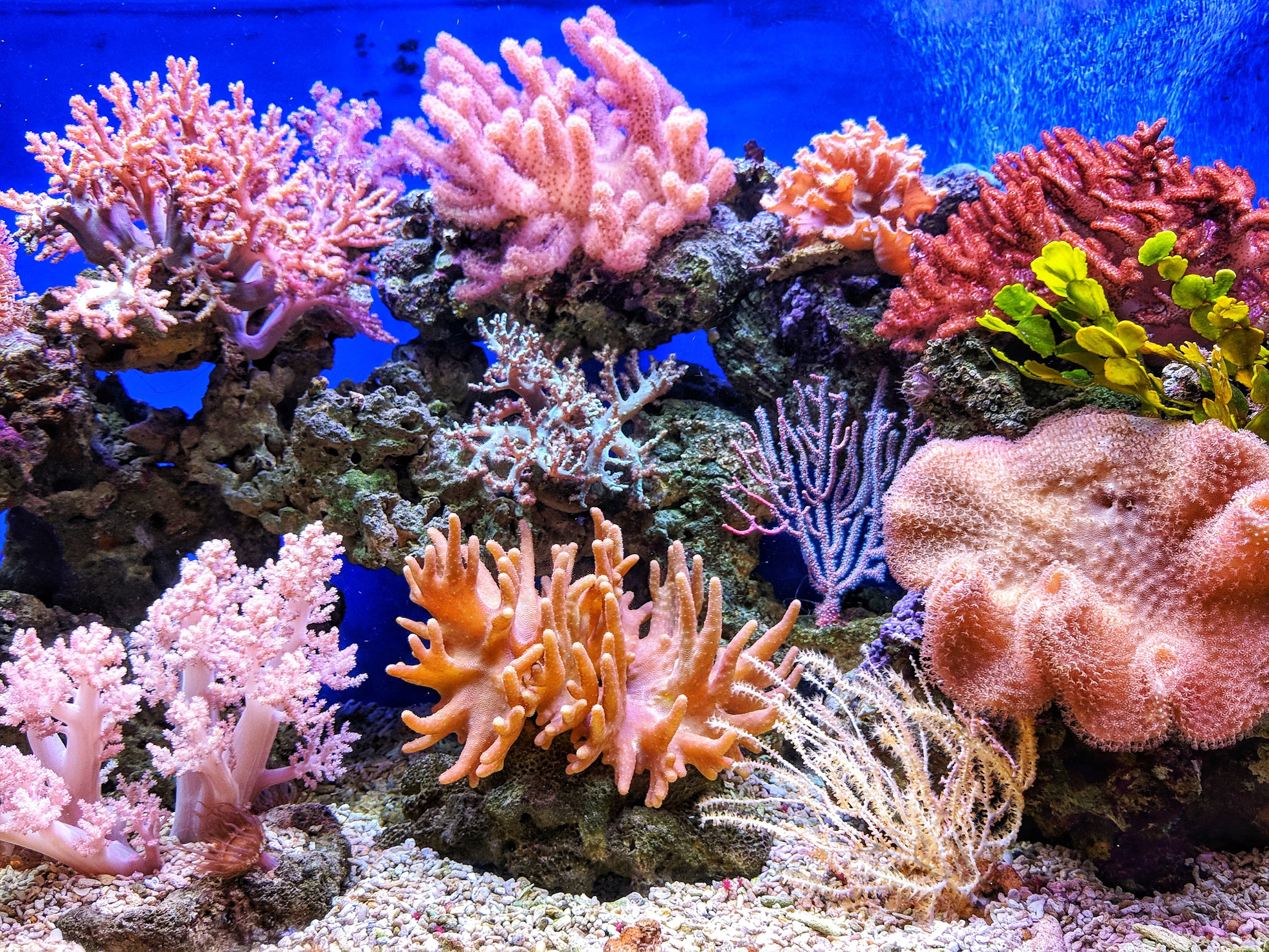 Fish Image