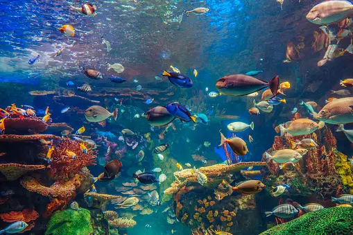 Marine Life Image